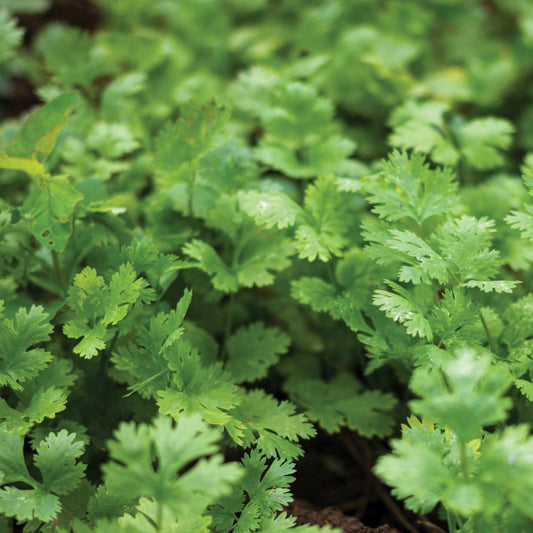Fresh Leisure Splits Cilantro herb by MIgardener with vibrant green leaves in a natural setting.