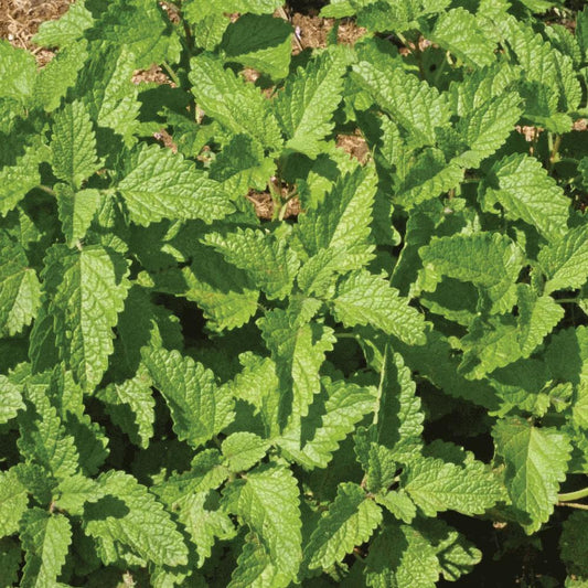 Fresh lemon balm herb plant from MIgardener with vibrant green leaves, ideal for culinary and medicinal use.