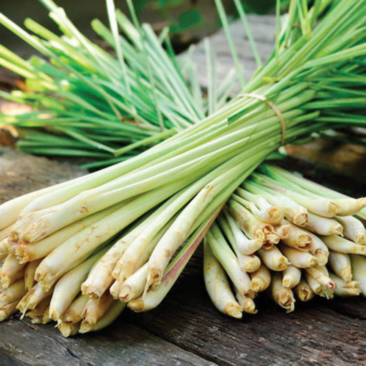 Fresh MIgardener lemongrass herb with green stalks and leafy top, ideal for cooking or herbal remedies.