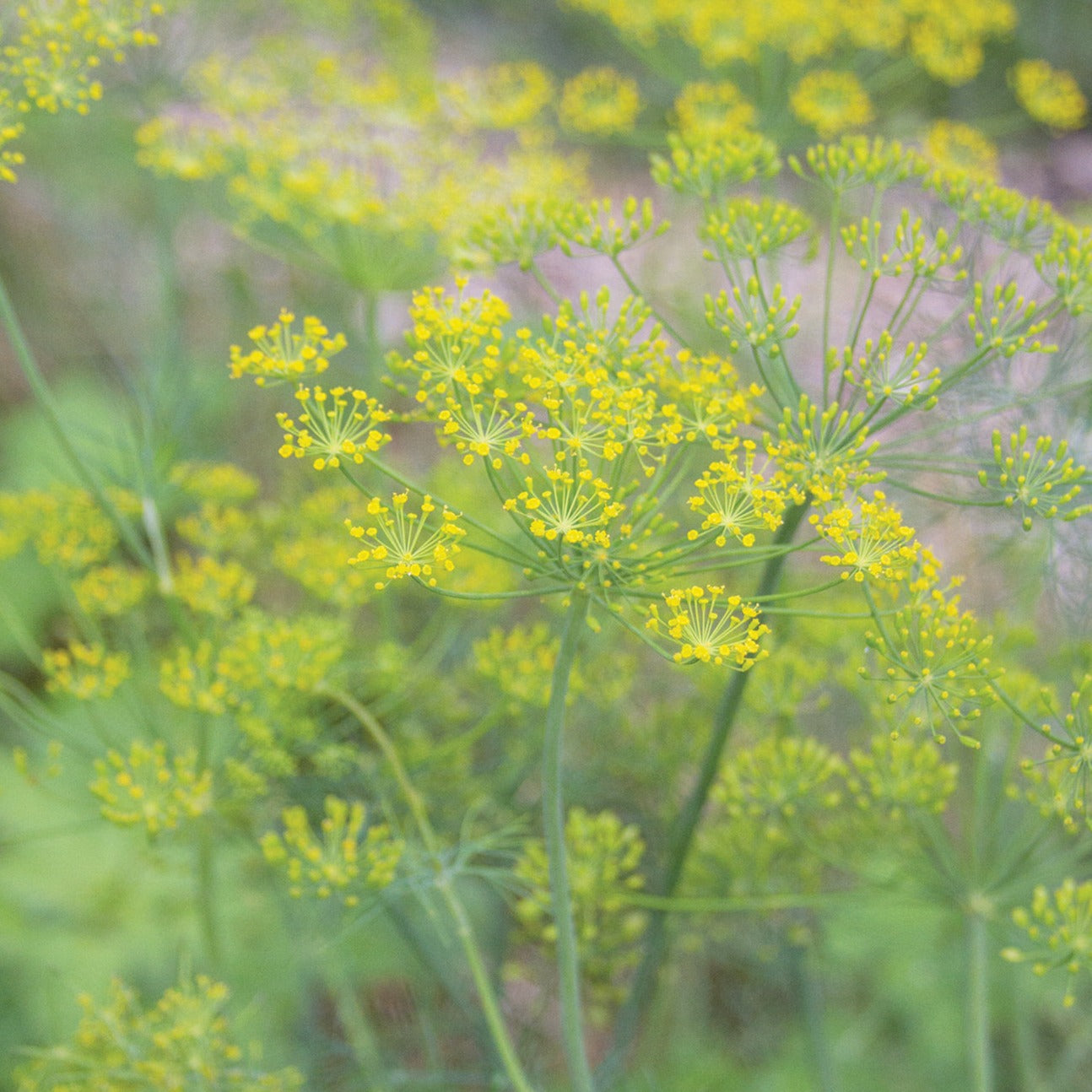 Fresh Mammoth Long Island Dill herb by MIgardener, green feathery leaves in a garden setting