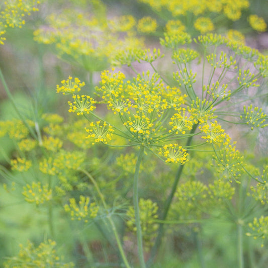 Fresh Mammoth Long Island Dill herb from MIgardener, with feathery green leaves ideal for culinary use and herb gardens.