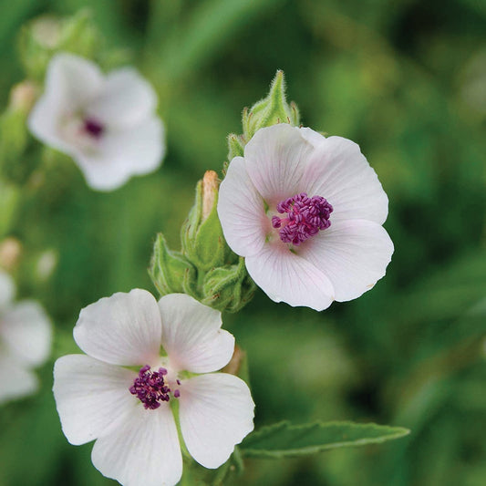 Healthy Marshmallow herb plant from MIgardener with lush green leaves, ready for planting in a garden or pot.