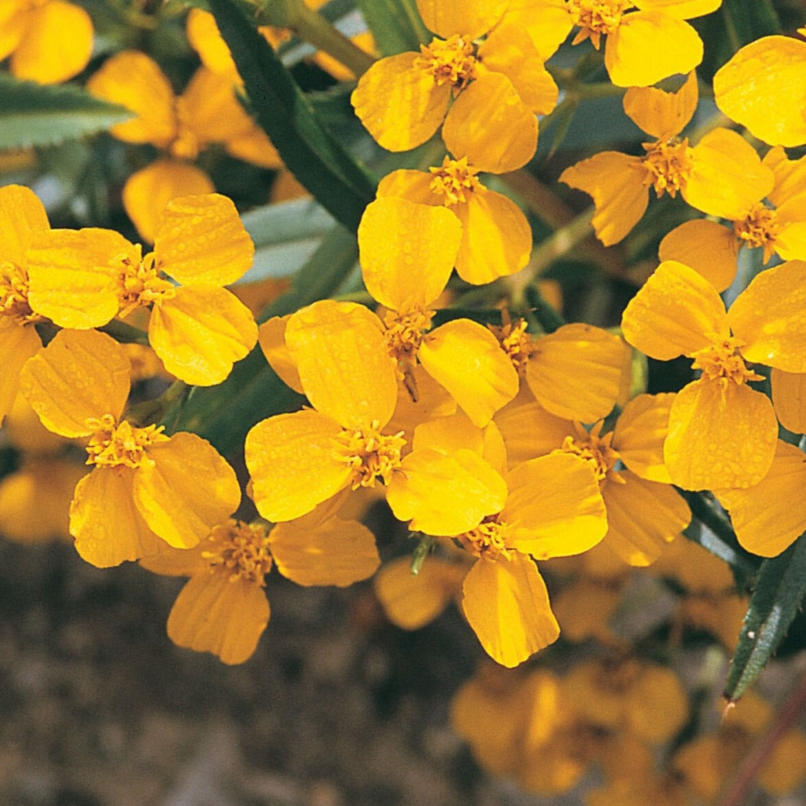 Mexican Mint Marigold herb plant from MIgardener, with vibrant green leaves and bushy growth showing healthy foliage.