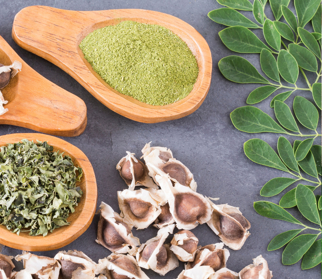 Fresh Moringa herb plant from MIgardener, showcasing vibrant green leaves and healthy growth in a natural setting.