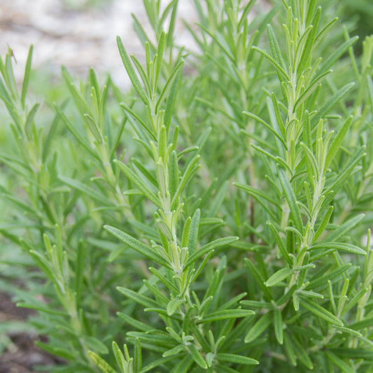 Fresh MIgardener rosemary herb plant with vibrant green leaves, ideal for culinary use and garden planting.