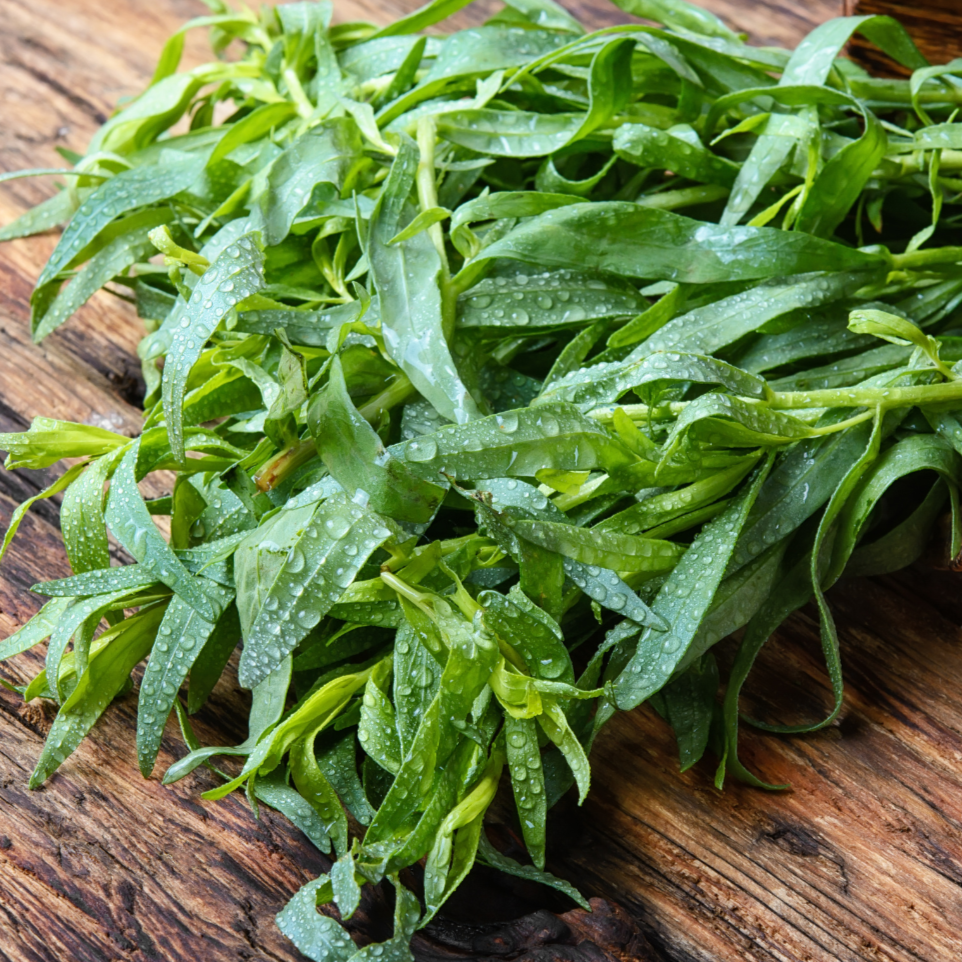 Fresh Russian tarragon herb plant from MIgardener, with green elongated leaves on a garden background.