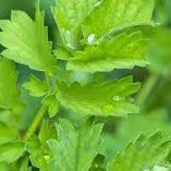Fresh Salad Burnet herb plant from MIgardener with green serrated leaves, ideal for salads and herb gardens.