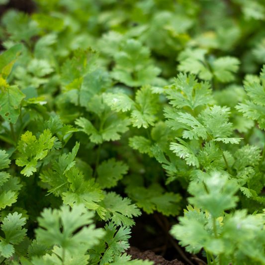 Slow Bolt Cilantro herb by MIgardener, fresh green cilantro plant with lush leaves, ideal for flavorful cooking and herb gardening.