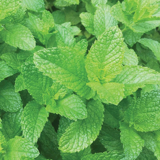 Fresh spearmint herb plant from MIgardener, with vibrant green leaves and healthy stems, ideal for culinary and medicinal uses.