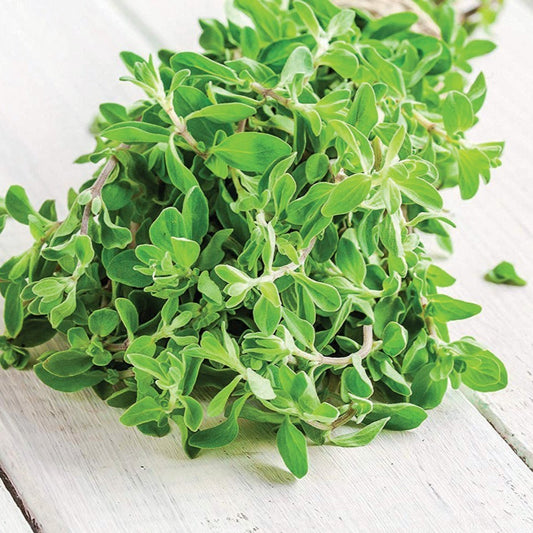 Fresh sweet marjoram herb from MIgardener, showing green leaves and sprigs on a natural background.