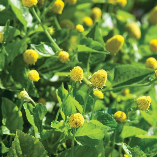 Spilanthes herb plant, also known as Toothache Plant, with vibrant green leaves and small yellow flowers, grown by MIgardener.