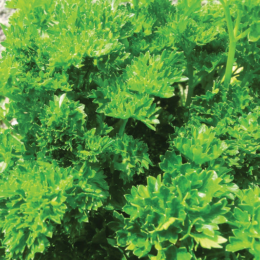 Fresh triple curled parsley herb from MIgardener, showing vibrant green, tightly curled leaves in a natural setting.