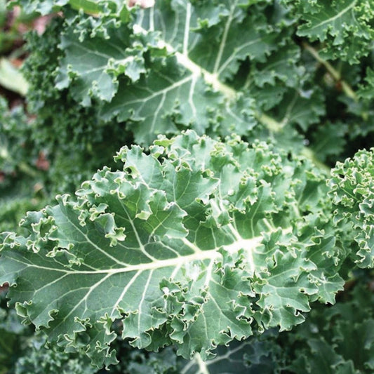 Blue Curled Scotch Kale by MIgardener, vibrant blue-green curly kale leaves with ruffled edges, fresh and healthy.
