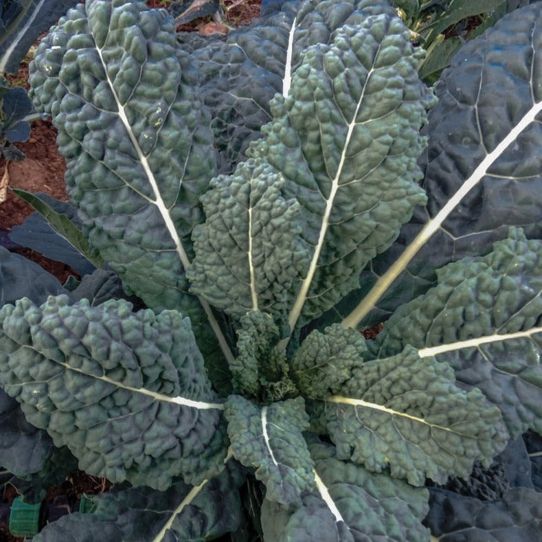 Lacinato Dinosaur Kale leaves showing dark green, textured, elongated leaves from MIgardener.