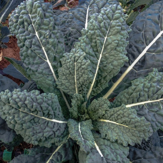 Lacinato Dinosaur Kale leaves showing dark green, textured, elongated leaves from MIgardener.