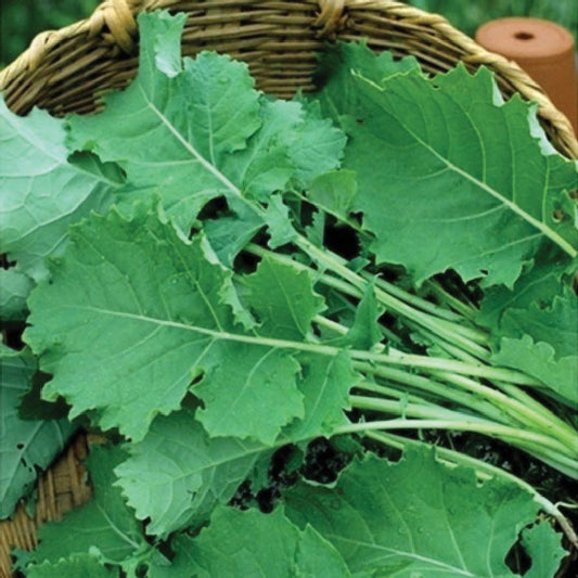 Fresh Premier Kale from MIgardener with vibrant green leaves, showcasing healthy, leafy kale ready for harvest.