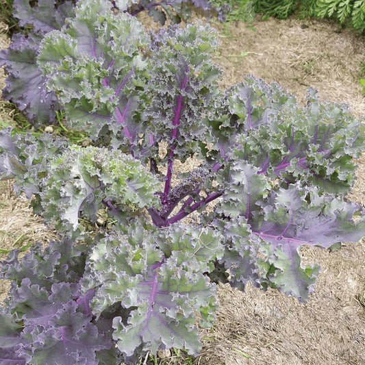 Red Russian Kale from MIgardener, fresh leafy kale with vibrant red stems and curly green leaves, ideal for salads and nutritious dishes.