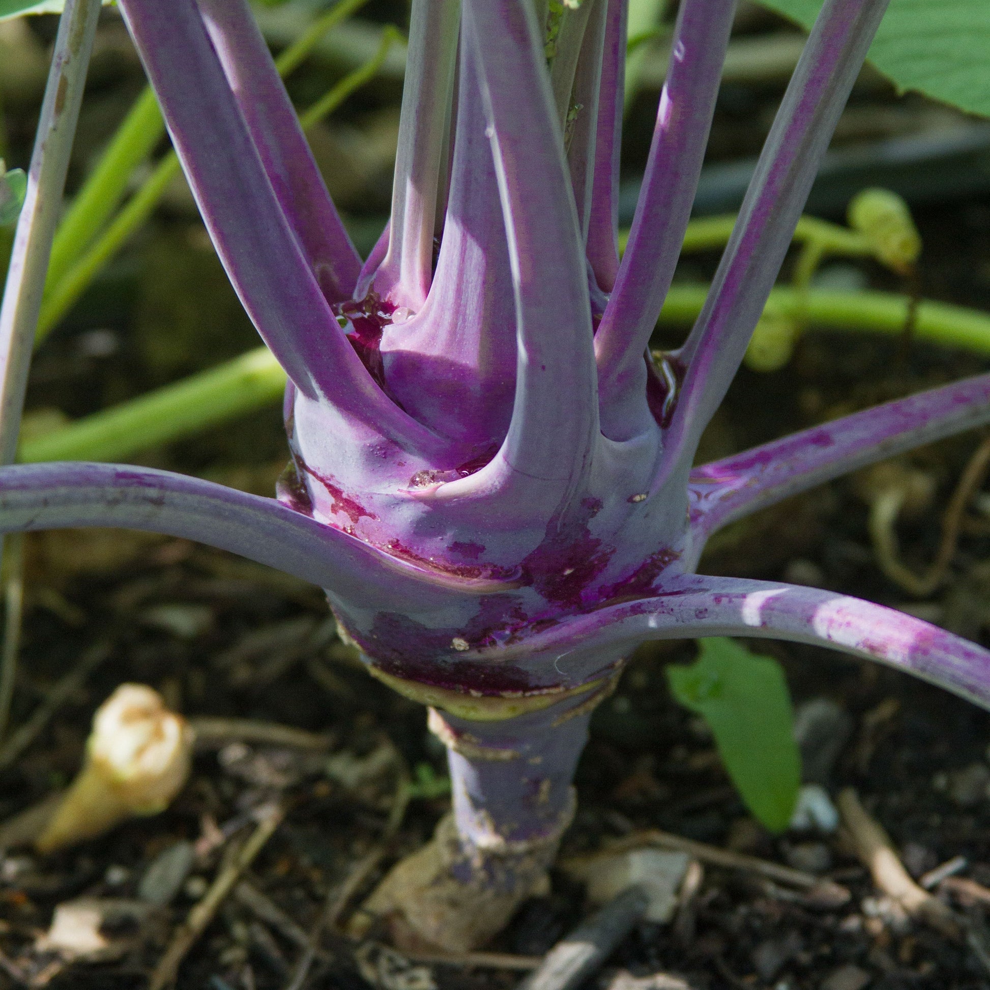 Purple Vienna Kohlrabi by MIgardener, fresh purple kohlrabi bulb with leafy greens on a white background.