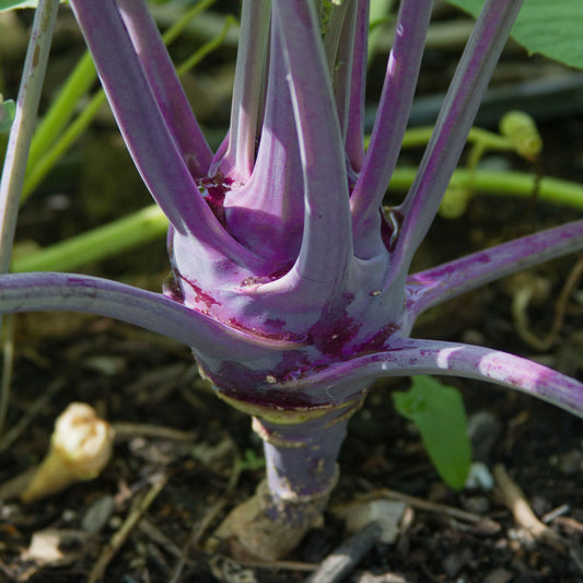 Purple Vienna Kohlrabi by MIgardener, fresh purple kohlrabi bulb with leafy greens on a white background.