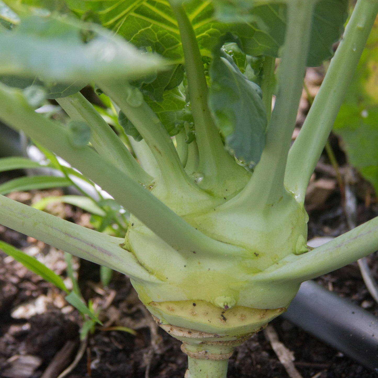 White Vienna Kohlrabi by MIgardener, fresh white vegetable with round bulbous shape and green leaves, ready for harvest.