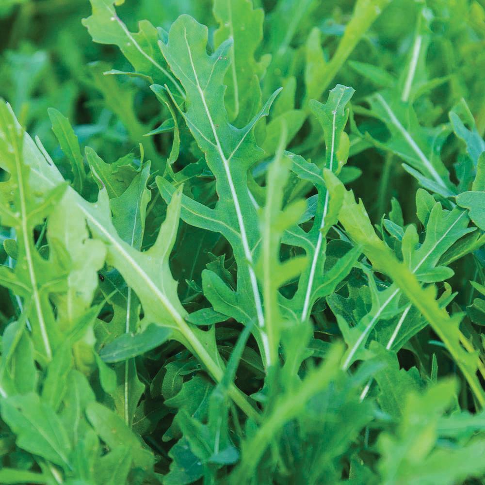 Fresh Arugula Slow Bolt leafy greens from MIgardener, showcasing vibrant green leaves and delicate peppery texture.