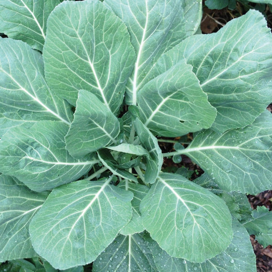 Fresh Champion Collards leafy greens by MIgardener, vibrant green leaves with textured stems, ready for harvest.