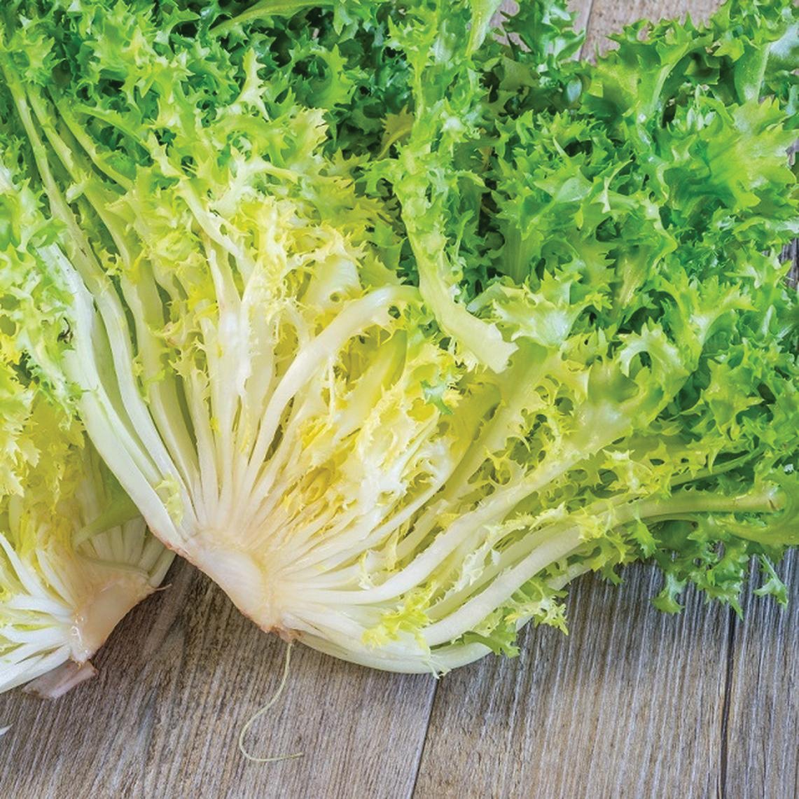 Fresh frisée endive leafy greens from MIgardener, showcasing vibrant, curly green leaves on a clean background.
