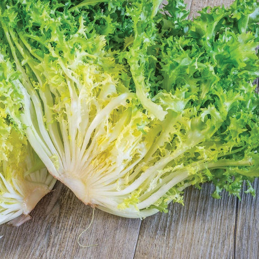 Fresh frisée endive leafy greens from MIgardener, showcasing vibrant, curly green leaves on a clean background.