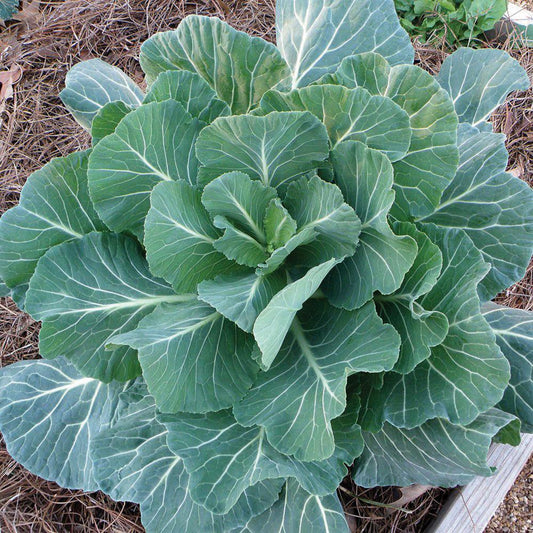 Fresh Georgia Southern Collards leafy greens from MIgardener, vibrant green leaves with prominent veins and ruffled edges.