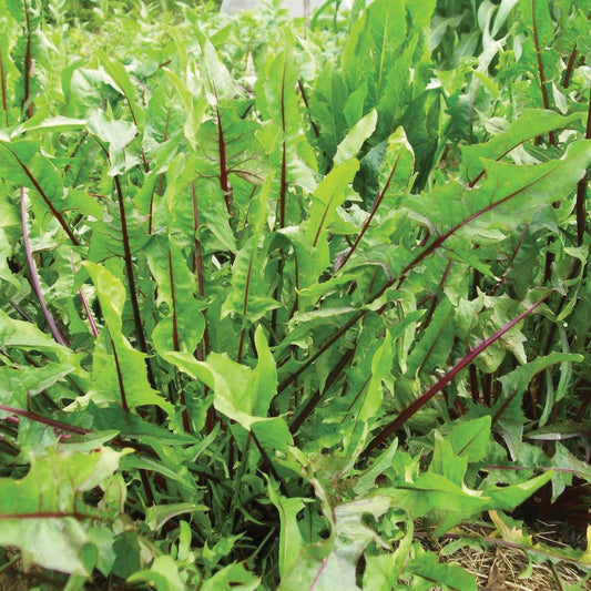 Fresh Italian Dandelion leafy greens from MIgardener, showcasing vibrant, leafy greens with serrated edges on a white background.