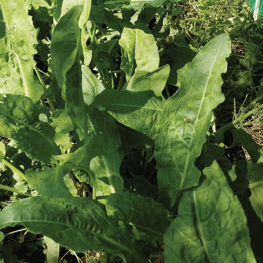 Large Leaf Sorrel leafy greens from MIgardener, showing fresh green leaves with pointed edges and vibrant texture.