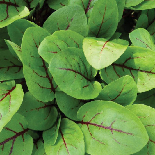 Fresh red veined sorrel leafy greens from MIgardener, showcasing vibrant red-veined leaves on a lush green plant.
