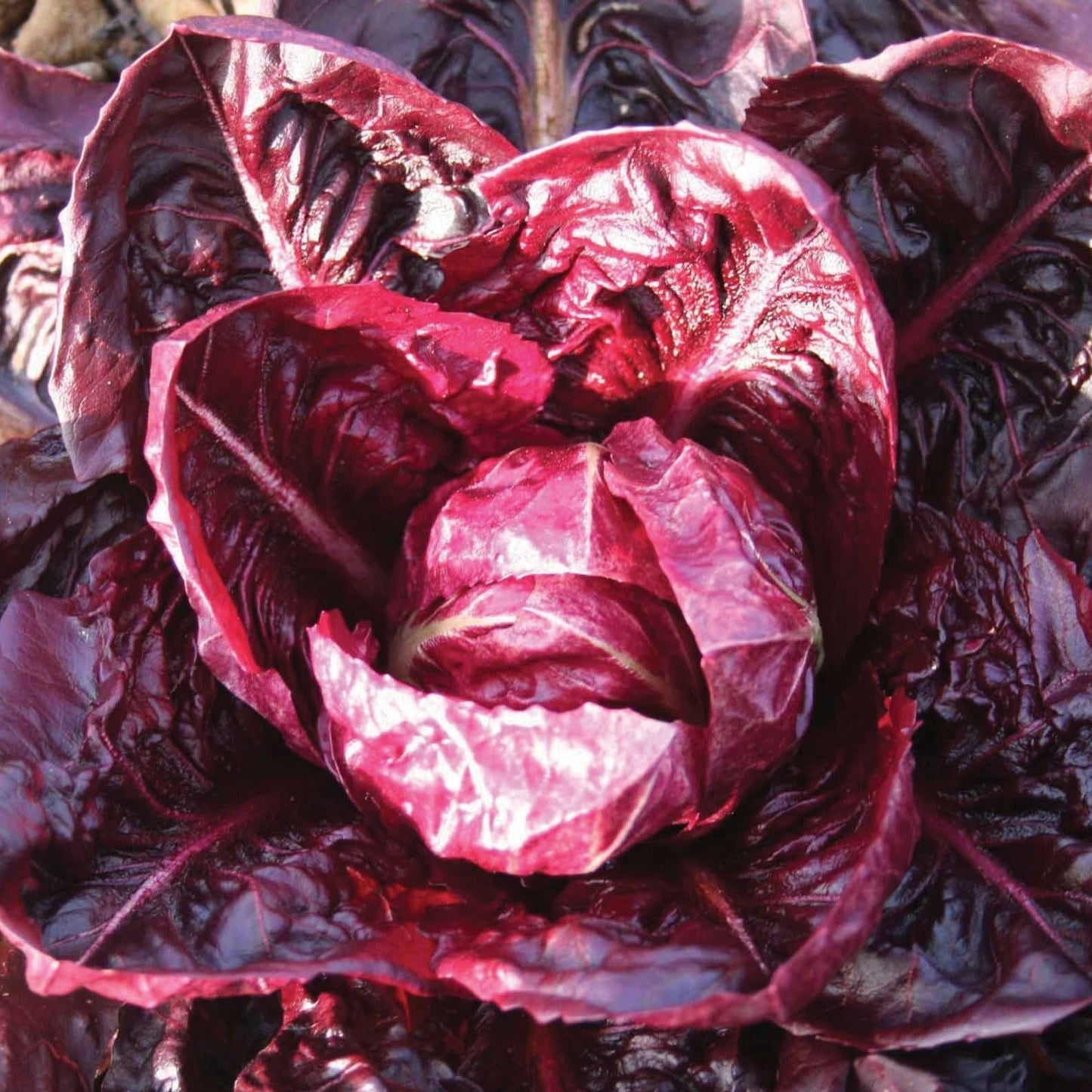 Fresh Rouge De Verona Radicchio leafy greens from MIgardener, showing vibrant purple and red leaves with crisp texture.