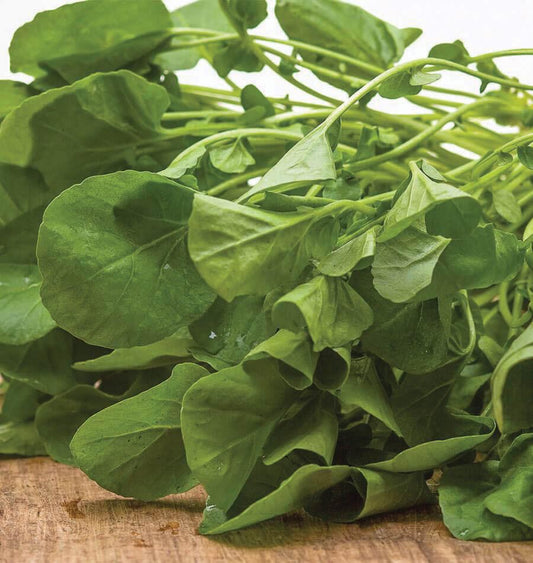 Fresh Upland Cress leafy greens from MIgardener, showing vibrant, crisp green leaves ready for harvest.