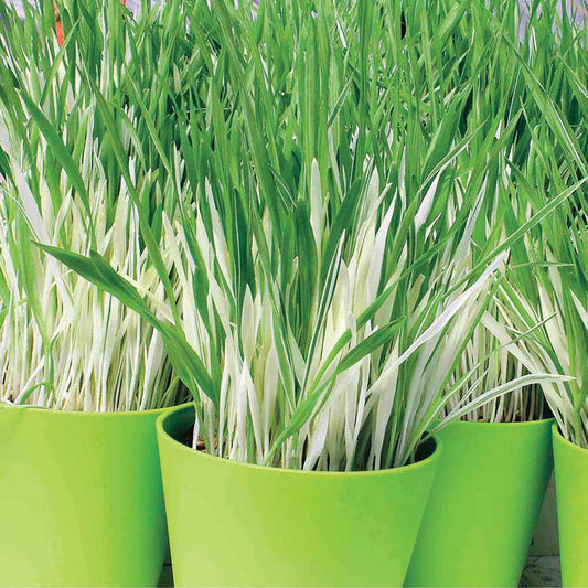 Variegated Cat Grass leafy greens from MIgardener featuring vibrant green and white variegated leaves for cats.