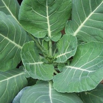 Fresh Vates Collards leafy greens from MIgardener, featuring vibrant green leaves with textured, curly edges.