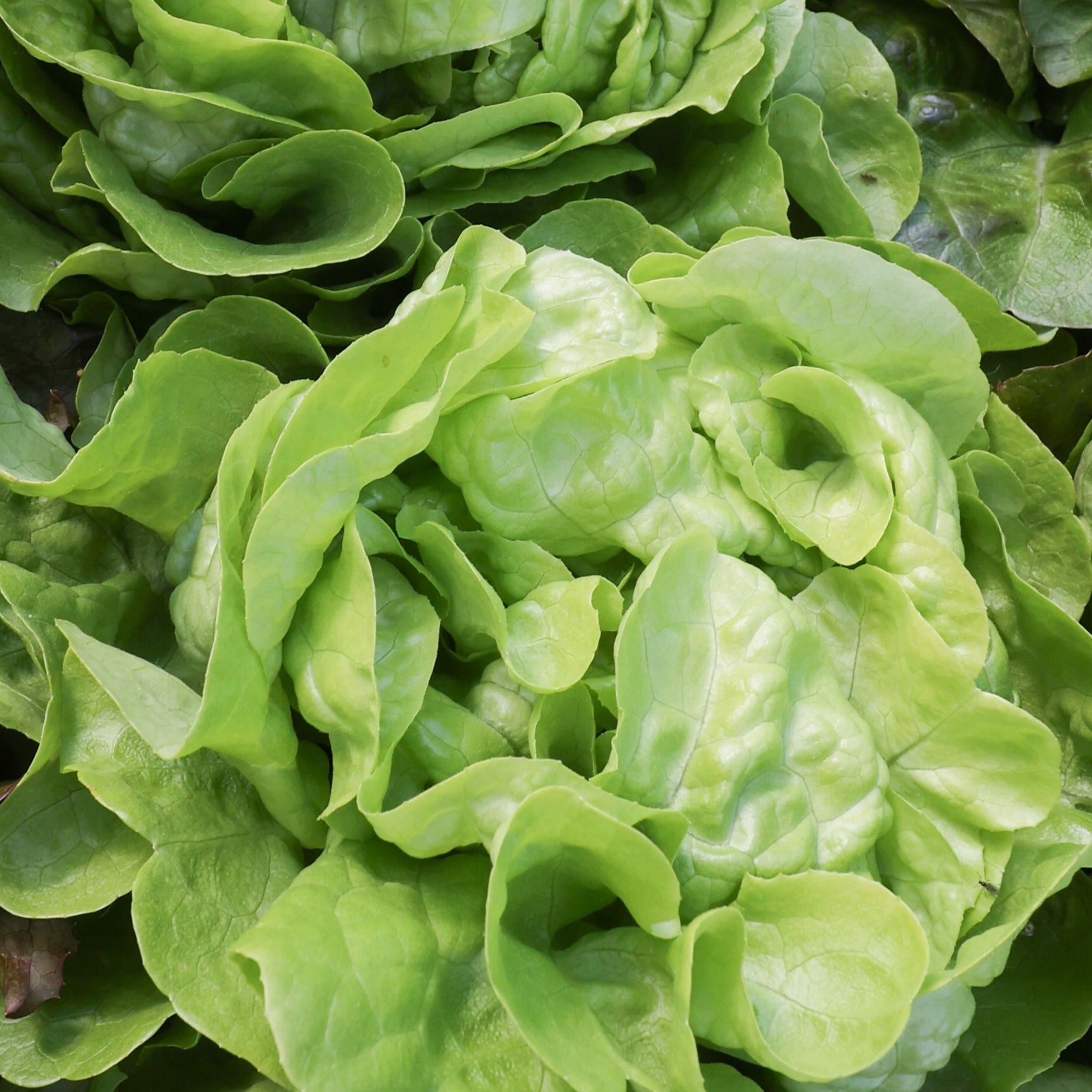 Fresh Bibb Butterhead Lettuce from MIgardener, showing crisp, leafy greens with tender, rounded heads ready for harvest.