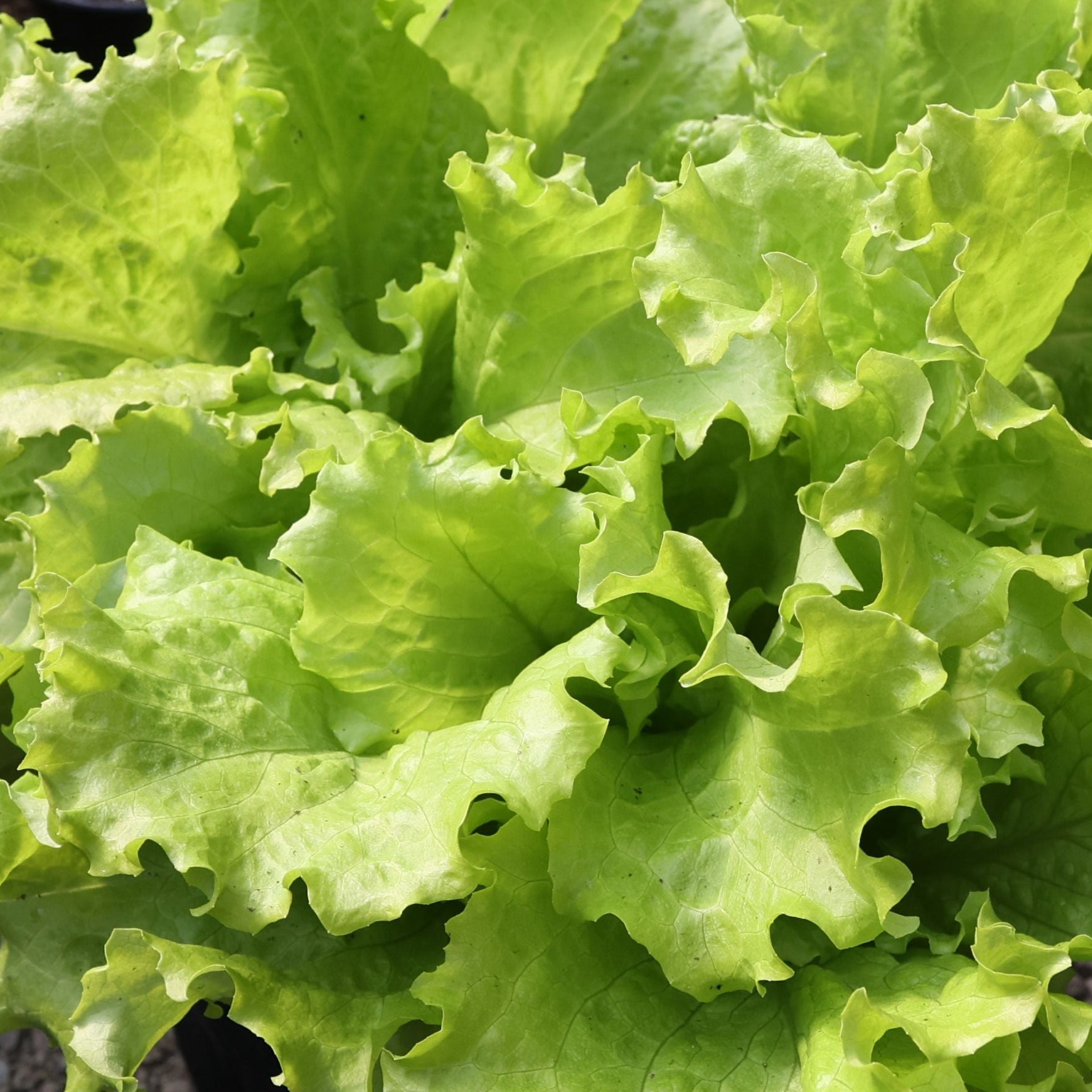 Black Seeded Simpson lettuce from MIgardener with vibrant green, curly leaves and black seed accents on fresh, healthy foliage.