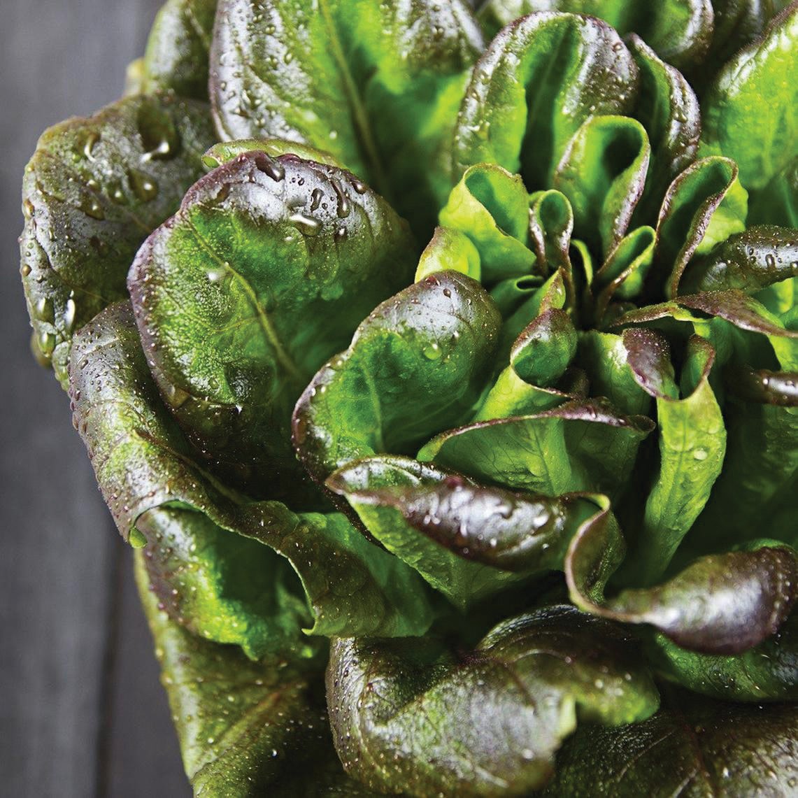 Bronze Mignonette Lettuce by MIgardener, fresh leafy lettuce with bronze-colored leaves on a garden bed.