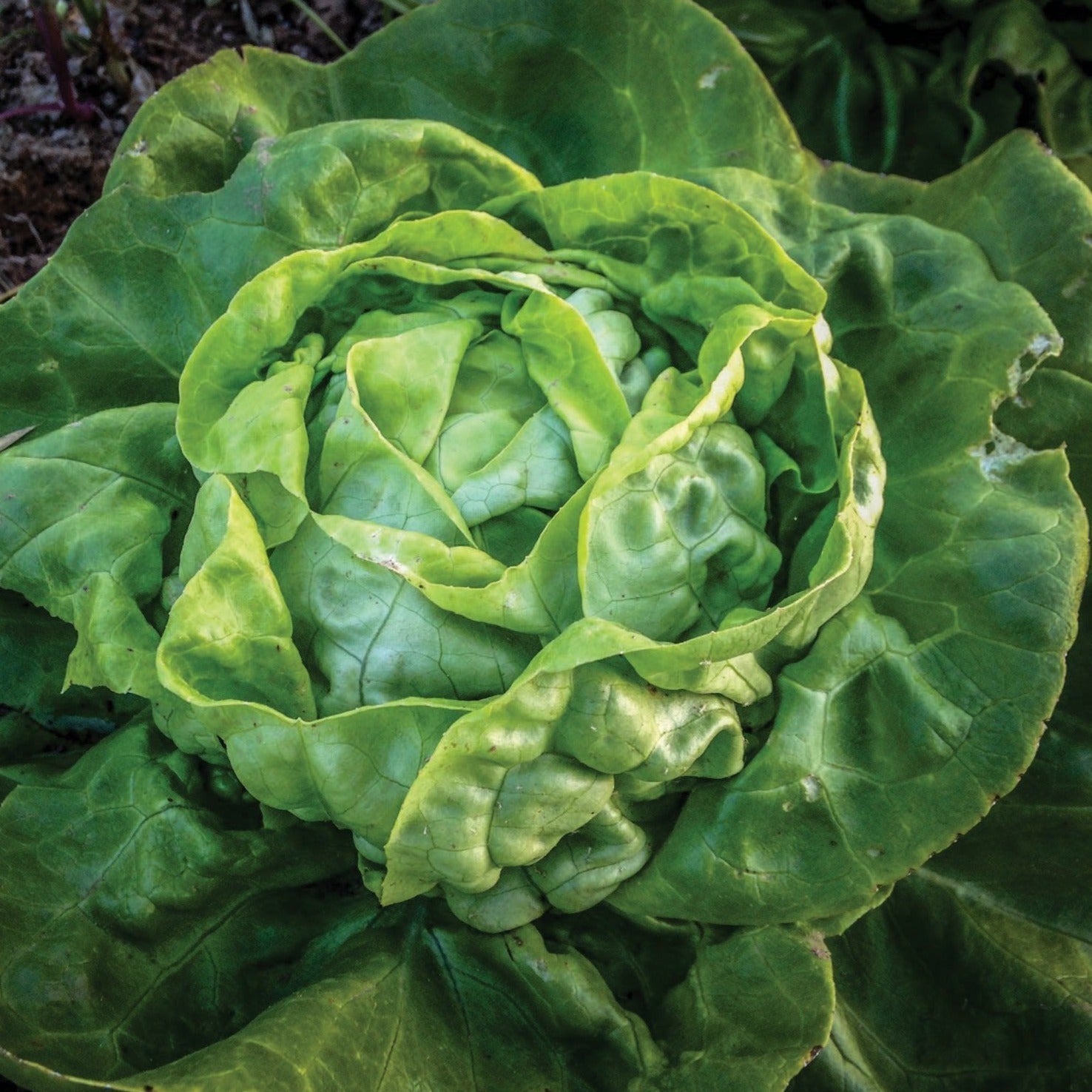 Fresh Buttercrunch Lettuce by MIgardener, showcasing crisp, leafy green lettuce with tender, ruffled leaves for salads and sandwiches.