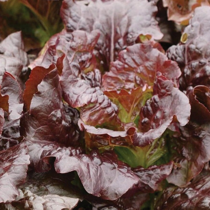 Fresh Cimmaron Lettuce from MIgardener, showcasing vibrant green leaves and crisp texture in a close-up view.