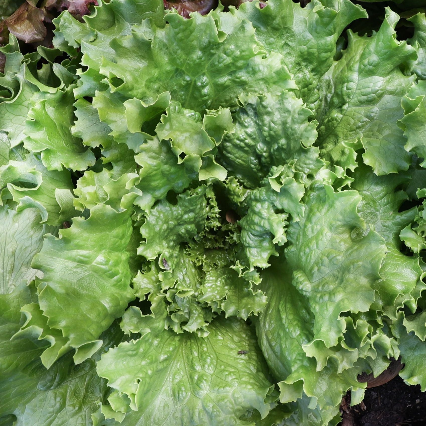 Fresh Crisp Mint Lettuce from MIgardener, vibrant green leaves with crisp texture, ideal for salads and garnishes.