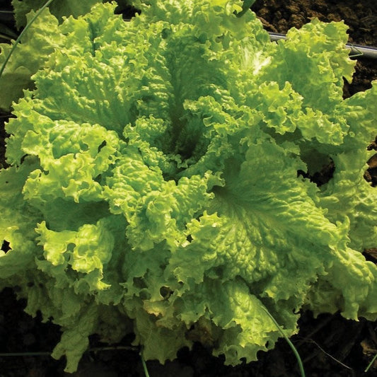 Fresh Grand Rapids Leaf Lettuce by MIgardener, vibrant green leafy vegetable ideal for salads and sandwiches.