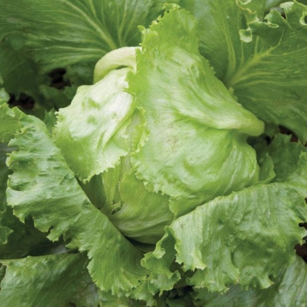 Fresh iceberg lettuce from MIgardener, showcasing crisp, leafy green heads ideal for salads and sandwiches.