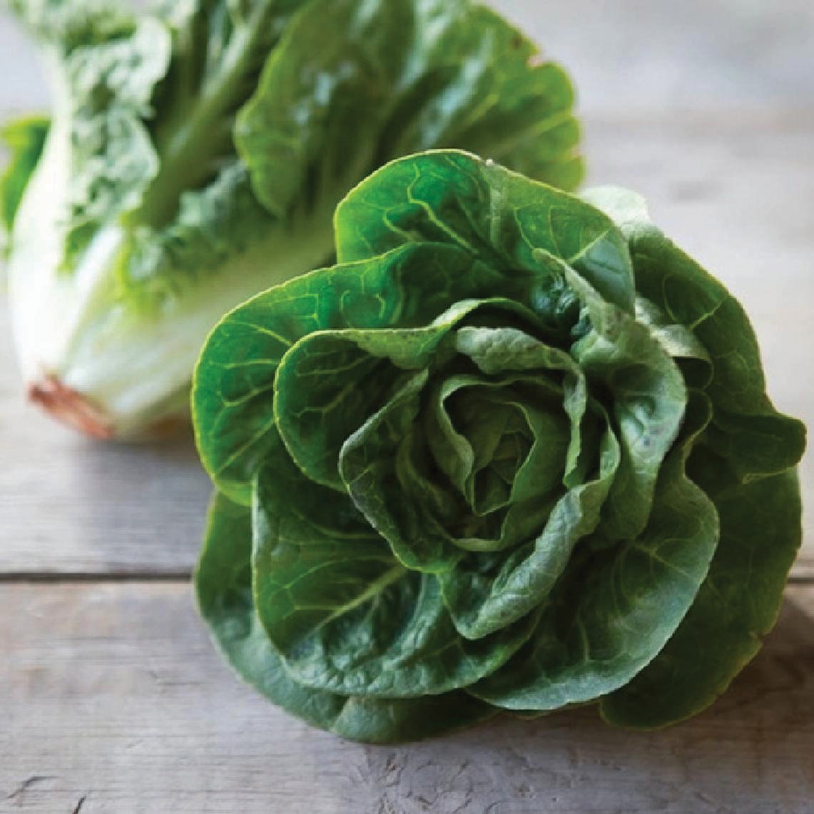 Fresh Little Gem Butterhead Lettuce from MIgardener, showcasing its tender, crispy leaves and compact head.