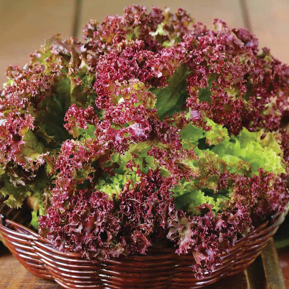 Fresh Lolla Rossa leaf lettuce from MIgardener featuring vibrant red and green leaves perfect for salads and wraps.