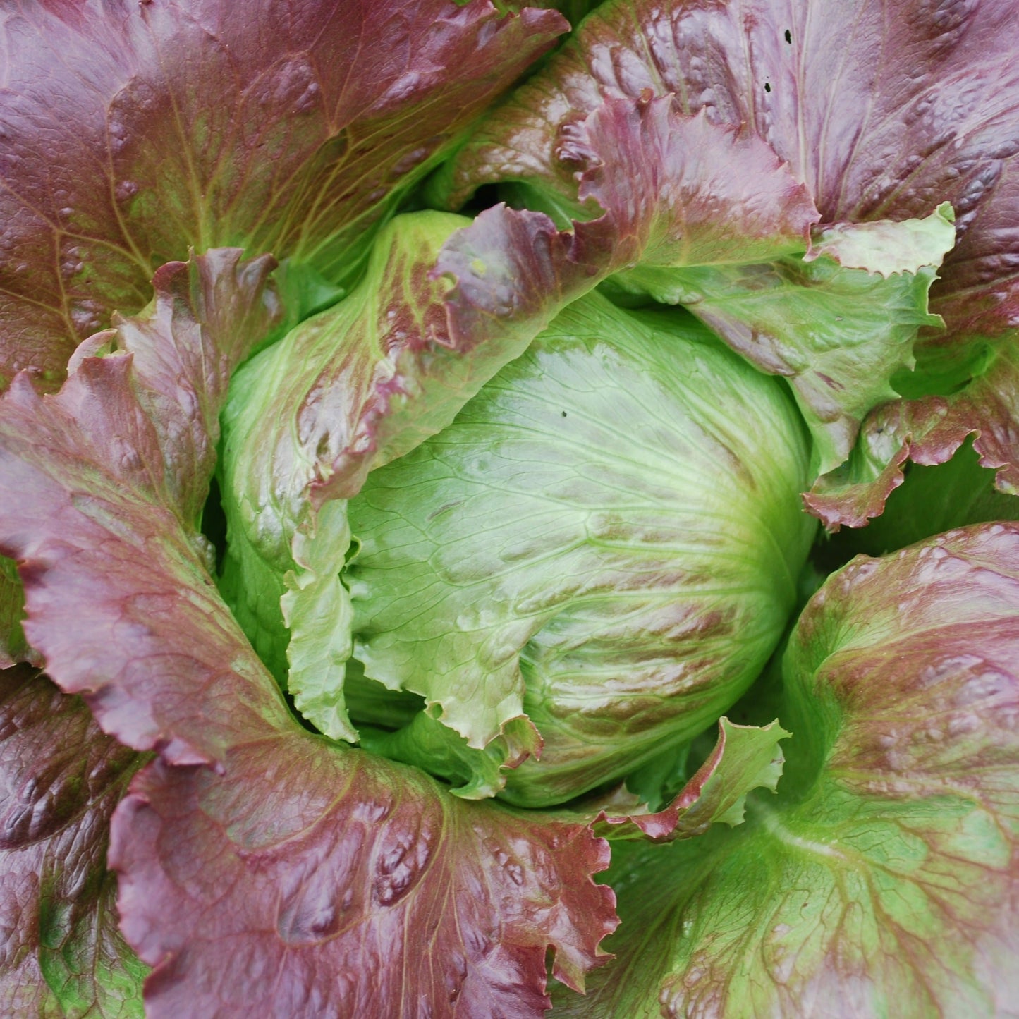 Fresh Pablo Lettuce from MIgardener, vibrant green leafy vegetable with crisp, textured leaves perfect for salads and sandwiches.