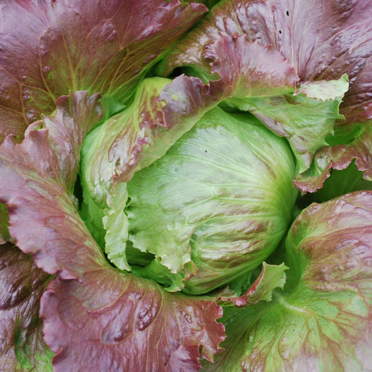 Fresh Pablo Lettuce from MIgardener, vibrant green leafy vegetable with crisp, textured leaves perfect for salads and sandwiches.