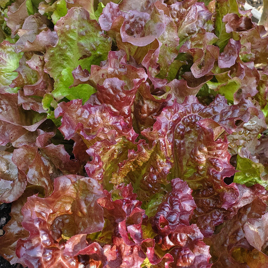 Red Sails Leaf Lettuce from MIgardener, fresh vibrant red and green lettuce leaves with ruffled edges, ready for harvest.