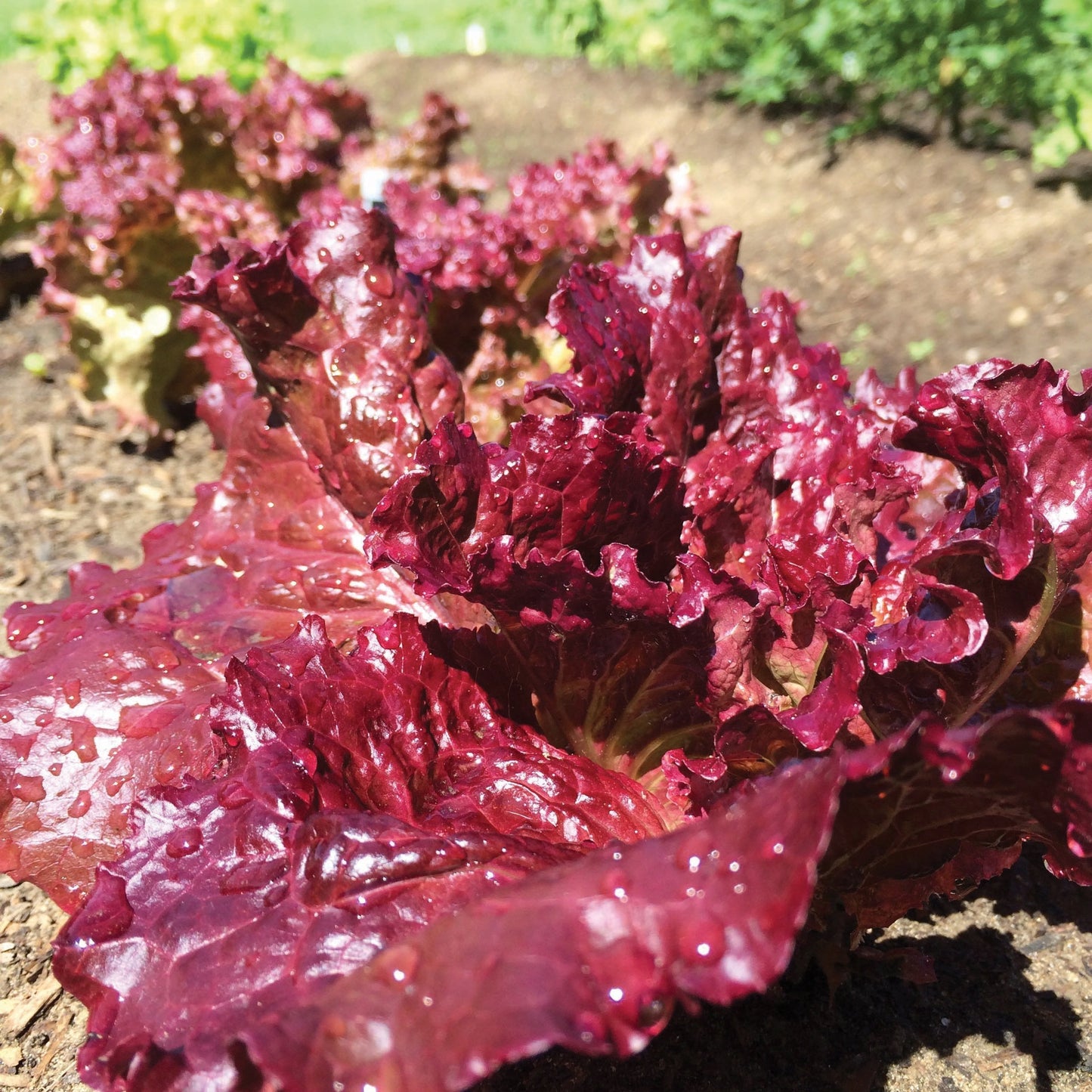 Fresh Ruby Red Leaf Lettuce from MIgardener, showing vibrant red and green leafy vegetable with ruffled edges.